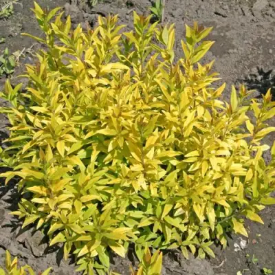 Бирючина АУРЕА обыкновенная в Осиповичах