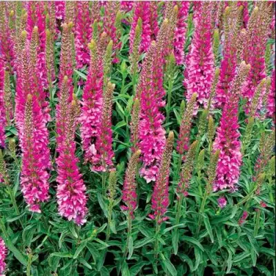 Вероника РОНИКА ФУКСИЯ в Осиповичах