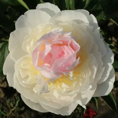 Пион БЛАШ КВИН травянистый в Осиповичах