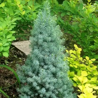 Ель КОНИКА сизая в Осиповичах