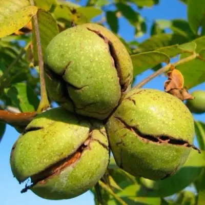 Грецкий орех ПИНСКИЙ в Осиповичах