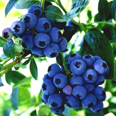 Голубика РЕКА в Осиповичах