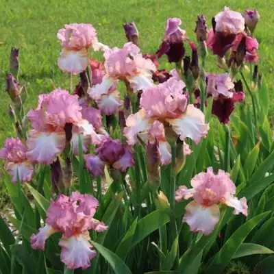 Ирис БЛАШИНГ ПИНК бородатый в Осиповичах