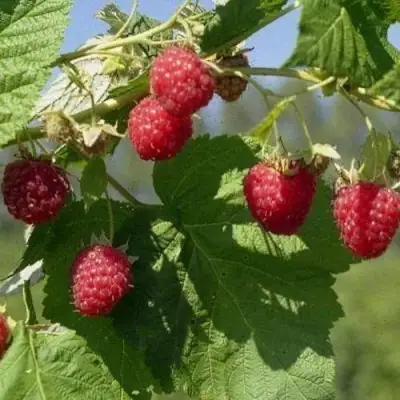 Малина КОЛОКОЛЬЧИК в Осиповичах