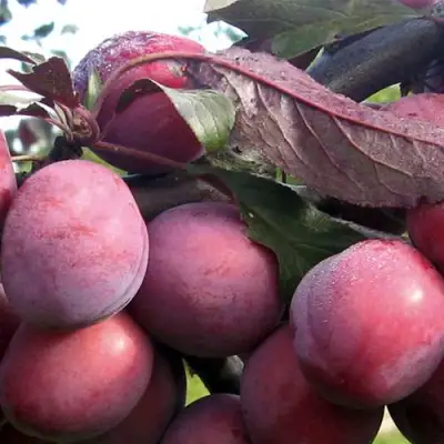 Слива ПАННА в Осиповичах