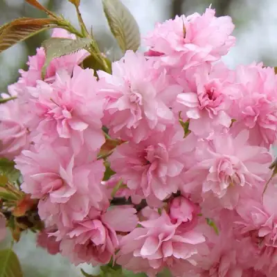 Сакура РОЗЕА ПЛЕНА в Осиповичах