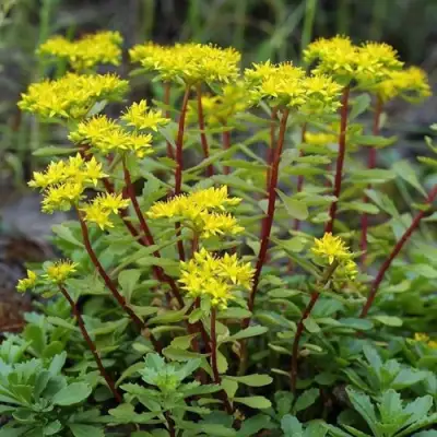 Очиток (седум) ИММЕРГРЮНХЕН в Осиповичах