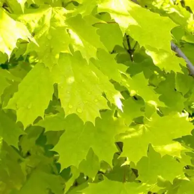 Клен ПРИНСЕТОН ГОЛД остролистный в Осиповичах