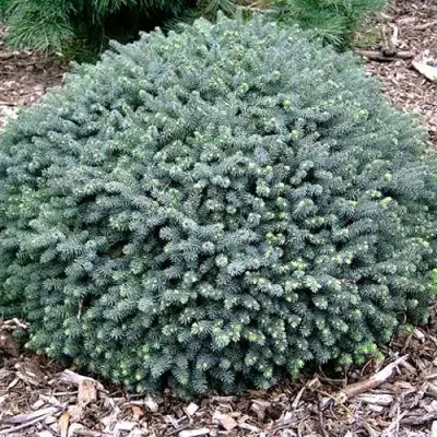 Ель ЭХИНИФОРМИС сизая в Осиповичах