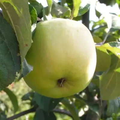 Яблоня АНТОНОВКА ОБЫКНОВЕННАЯ в Осиповичах