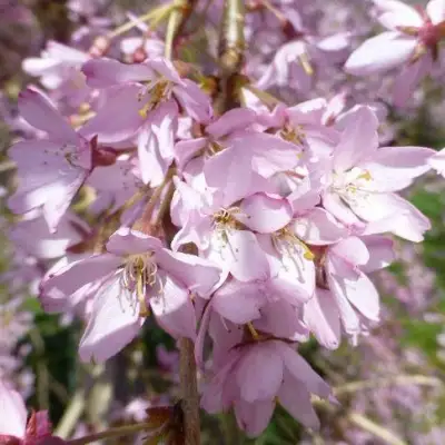 Сакура ПЕНДУЛА РУБРА в Осиповичах