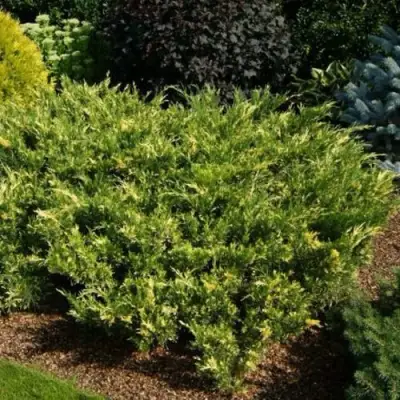 Можжевельник ВАРИЕГАТА казацкий  в Осиповичах