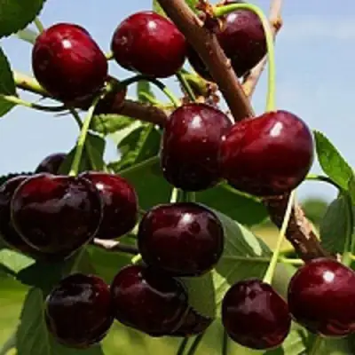 Вишня РОВЕСНИЦА в Осиповичах