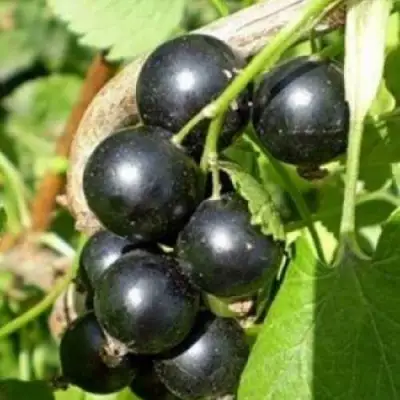 саженцы смородины