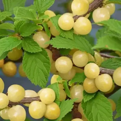 Вишня СНЕВИТ войлочная в Осиповичах