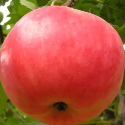 Яблоня СУЙСЛЕПСКОЕ (МАЛИНОВКА) в Осиповичах