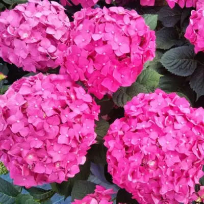 Гортензия ЭНДЛЕСС САММЕР ЛАВ крупнолистная в Осиповичах