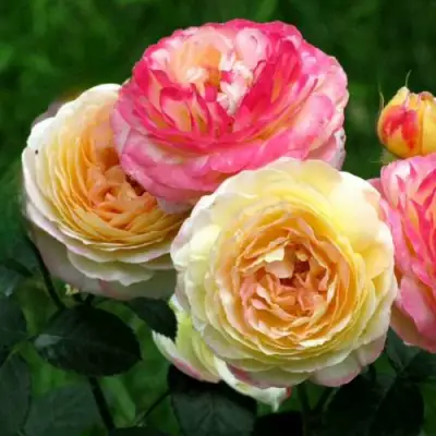 Роза РОЗОМАН ЖАНОН шраб в Осиповичах