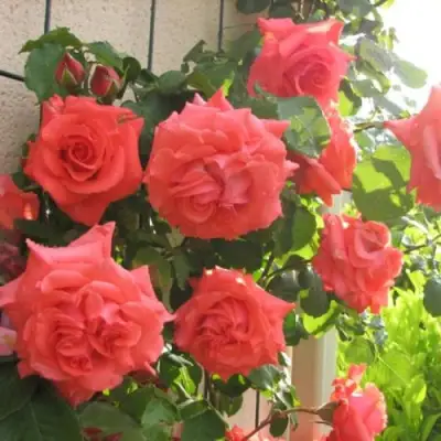 Роза ДИ ДИ БРИДЖУОТЕР плетистая в Осиповичах