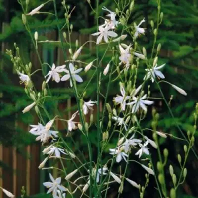 Венечник ветвистый в Осиповичах