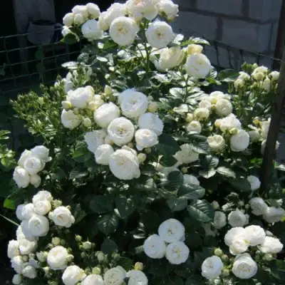 Роза АРТЕМИС шраб в Осиповичах