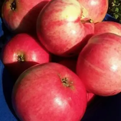 Яблоня СУЙСЛЕПСКОЕ (МАЛИНОВКА) в Осиповичах