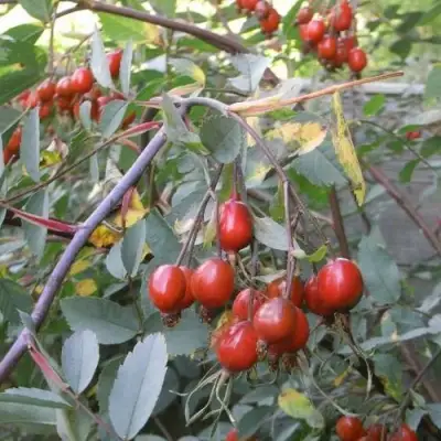 Роза сизая в Осиповичах