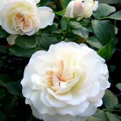 Роза ВАЙТ МЕЙДИЛАНД почвопокровная в Осиповичах