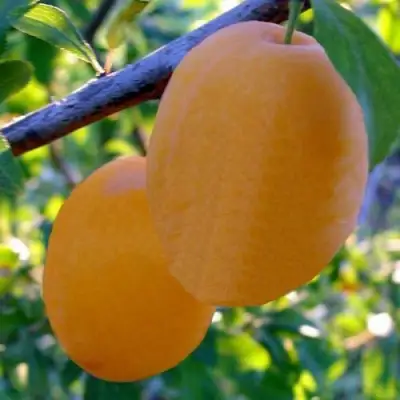 Слива НАТАША в Осиповичах