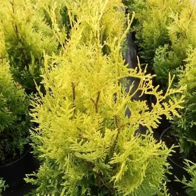 Туя ГОЛДЕН БРАБАНТ западная в Осиповичах