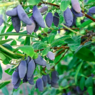 Жимолость съедобная БЛЮ БАНАНА (ГОЛУБОЙ БАНАН) в Осиповичах
