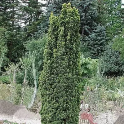 Тис ФАСТИГИАТА РОБУСТА  ягодный  в Осиповичах