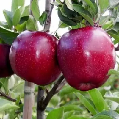 Яблоня РЕД ДЕЛИШЕС в Осиповичах