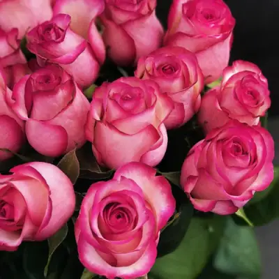 Роза КАРУСЕЛЬ чайно-гибридная в Осиповичах