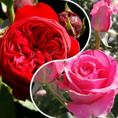 Комплект РОМАНТИЧЕСКИЙ БУКЕТ в Осиповичах