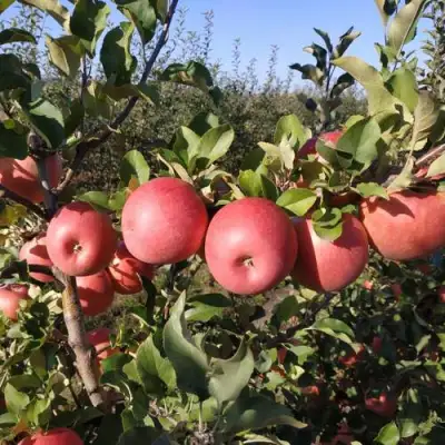 Яблоня ЧЕМПИОН РЕНО в Осиповичах