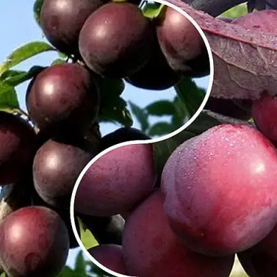 Комплект ИЗЮМИНКА САДА в Осиповичах