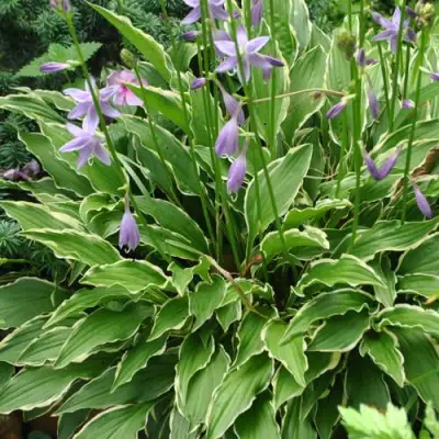 Хоста СТИЛЕТТО гибридная в Осиповичах