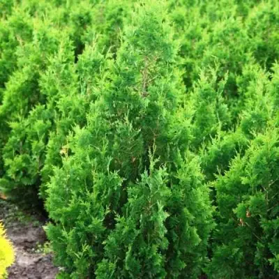Туя СПИРАЛИС западная в Осиповичах