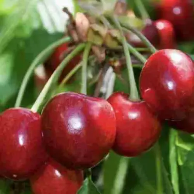 Дюк ИГРУШКА в Осиповичах