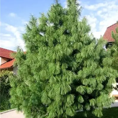 Сосна гриффита в Осиповичах