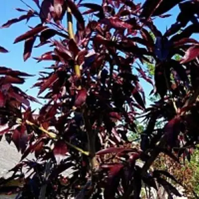 Персик БУРГУНДИ краснолистный в Осиповичах