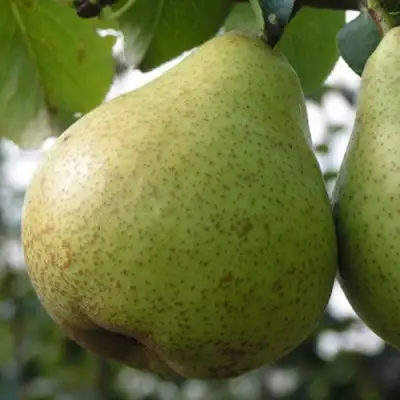 Груша ПЛАТОНОВСКАЯ в Осиповичах