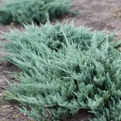 Можжевельник БЛЮ ЧИП горизонтальный  в Осиповичах