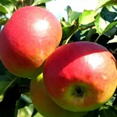 Яблоня СОКОЛОВСКОЕ стелющаяся в Осиповичах