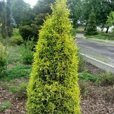 Можжевельник ГОЛД КОН обыкновенный в Осиповичах