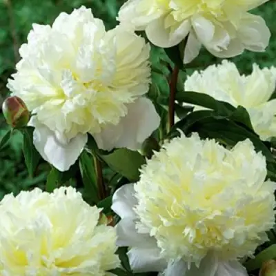 Пион ЛАУРА ДЕСЕРТ травянистый в Осиповичах