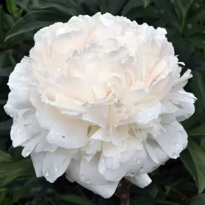 Пион БРАЗЕР ЧАК травянистый в Осиповичах