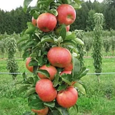 Яблоня ЯНТАРНОЕ ОЖЕРЕЛЬЕ колонновидная в Осиповичах