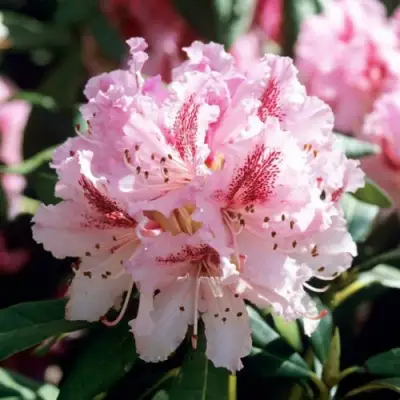 Рододендрон ЧИР в Осиповичах